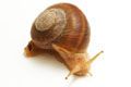 Hemiplecta distincta adult